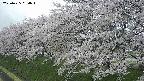 ochiai1-20250425094017.jpg
