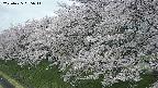 ochiai1-20250425095017.jpg