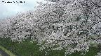 ochiai1-20250425103019.jpg