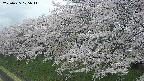 ochiai1-20250425105017.jpg