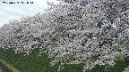 ochiai1-20250425111016.jpg