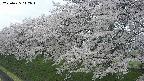 ochiai1-20250425112016.jpg