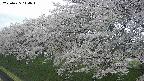 ochiai1-20250425114019.jpg