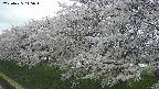 ochiai1-20250425115018.jpg