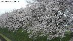 ochiai1-20250425120033.jpg