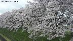 ochiai1-20250425122020.jpg