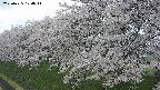 ochiai1-20250425124017.jpg