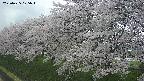 ochiai1-20250425125023.jpg