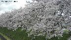 ochiai1-20250425130018.jpg