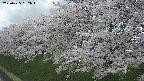 ochiai1-20250425132017.jpg