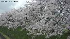 ochiai1-20250425133016.jpg