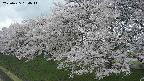 ochiai1-20250425134017.jpg