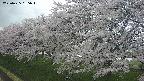 ochiai1-20250425135014.jpg