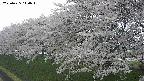 ochiai1-20250425140015.jpg