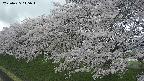 ochiai1-20250425145018.jpg