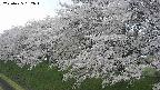 ochiai1-20250425152016.jpg