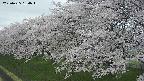 ochiai1-20250425154017.jpg