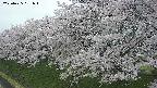 ochiai1-20250425181016.jpg