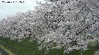 ochiai1-20250425182016.jpg