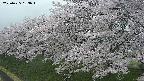 ochiai1-20250425183017.jpg