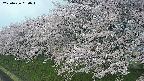 ochiai1-20250426050038.jpg