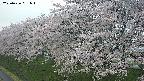 ochiai1-20250426051035.jpg
