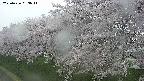 ochiai1-20250426053035.jpg
