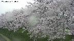ochiai1-20250426054032.jpg