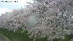 ochiai1-20250426055033.jpg