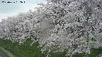 ochiai1-20250426062036.jpg