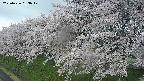 ochiai1-20250426063036.jpg