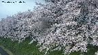 ochiai1-20250426064037.jpg