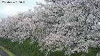 ochiai1-20250426065037.jpg