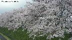 ochiai1-20250426070042.jpg