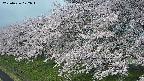 ochiai1-20250426072036.jpg
