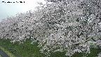 ochiai1-20250426073039.jpg