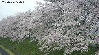 ochiai1-20250426074037.jpg