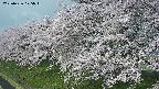 ochiai1-20250426075038.jpg
