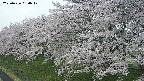 ochiai1-20250426080040.jpg
