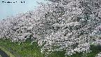 ochiai1-20250426081038.jpg