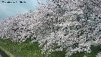 ochiai1-20250426083041.jpg