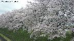 ochiai1-20250426090036.jpg