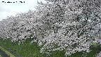 ochiai1-20250426092036.jpg