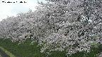 ochiai1-20250426094037.jpg