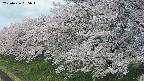 ochiai1-20250426095039.jpg