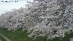 ochiai1-20250426101038.jpg