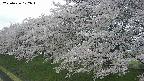 ochiai1-20250426102037.jpg
