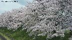 ochiai1-20250426103040.jpg