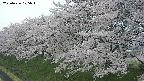 ochiai1-20250426105039.jpg