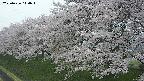 ochiai1-20250426110035.jpg